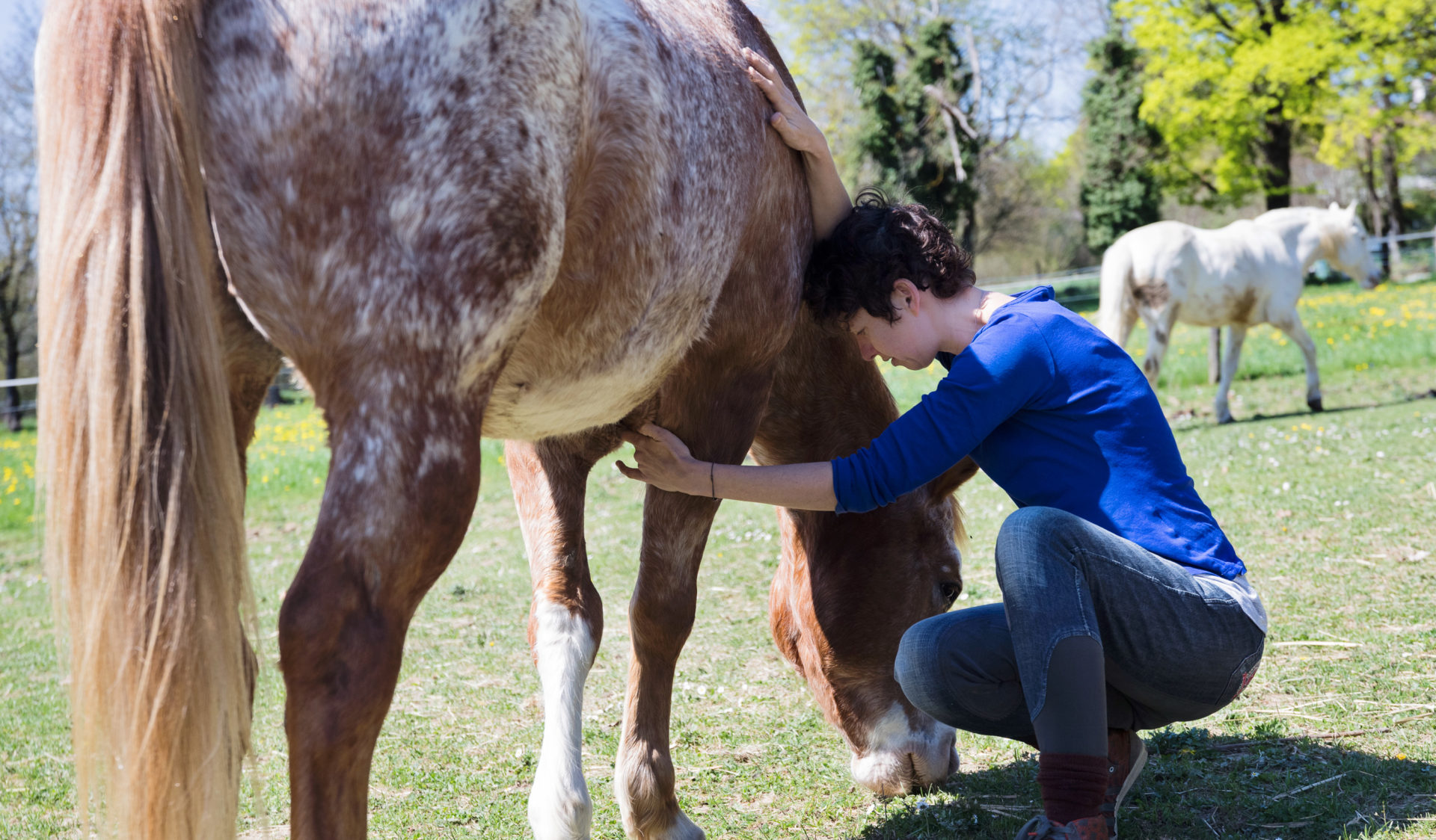 Shiatsu Equin